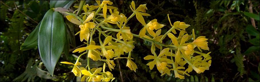 Orchidée Epidendrum mutelianum
